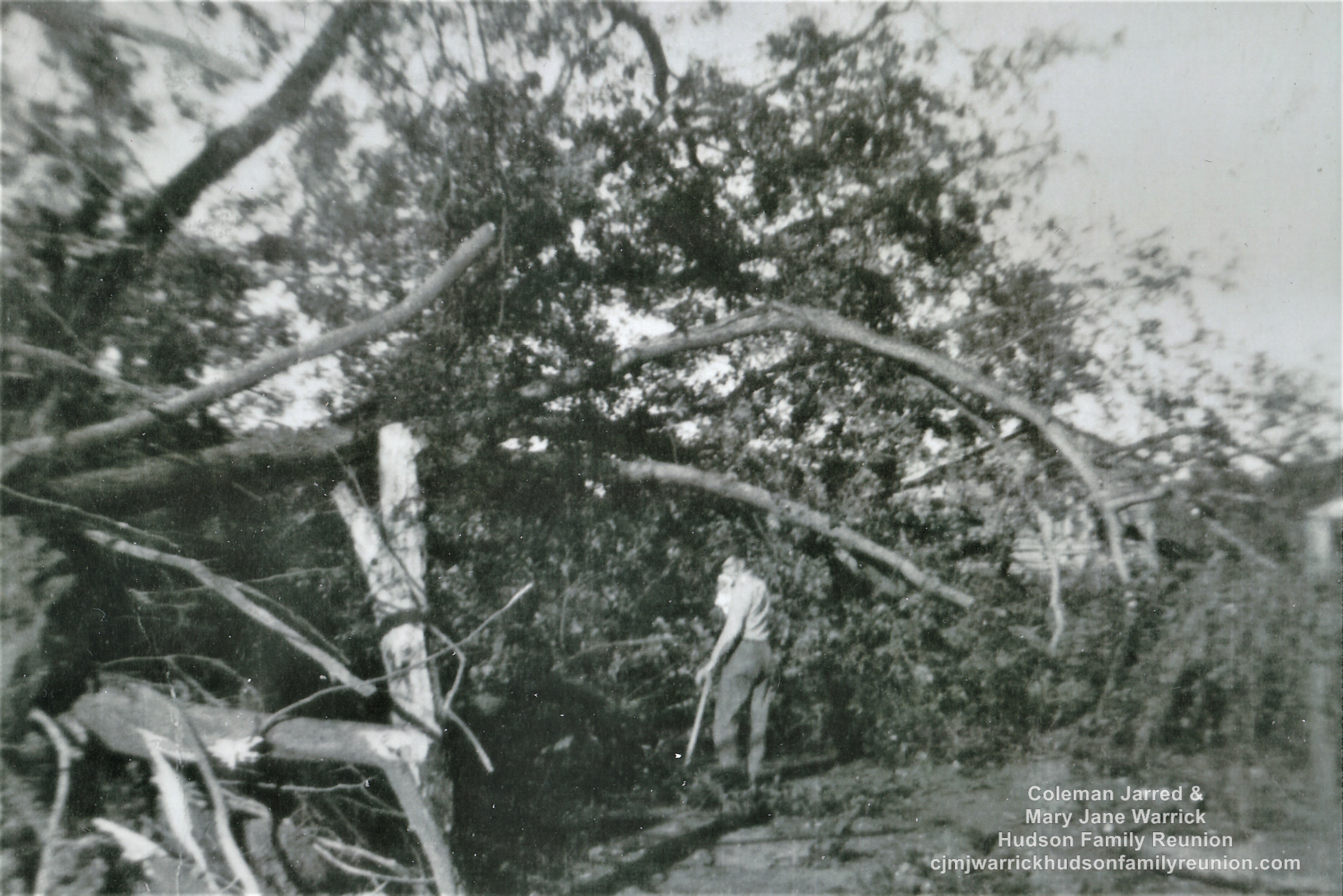 Ray Winders - Pecan Tree - 1954 Hurricane Hazel